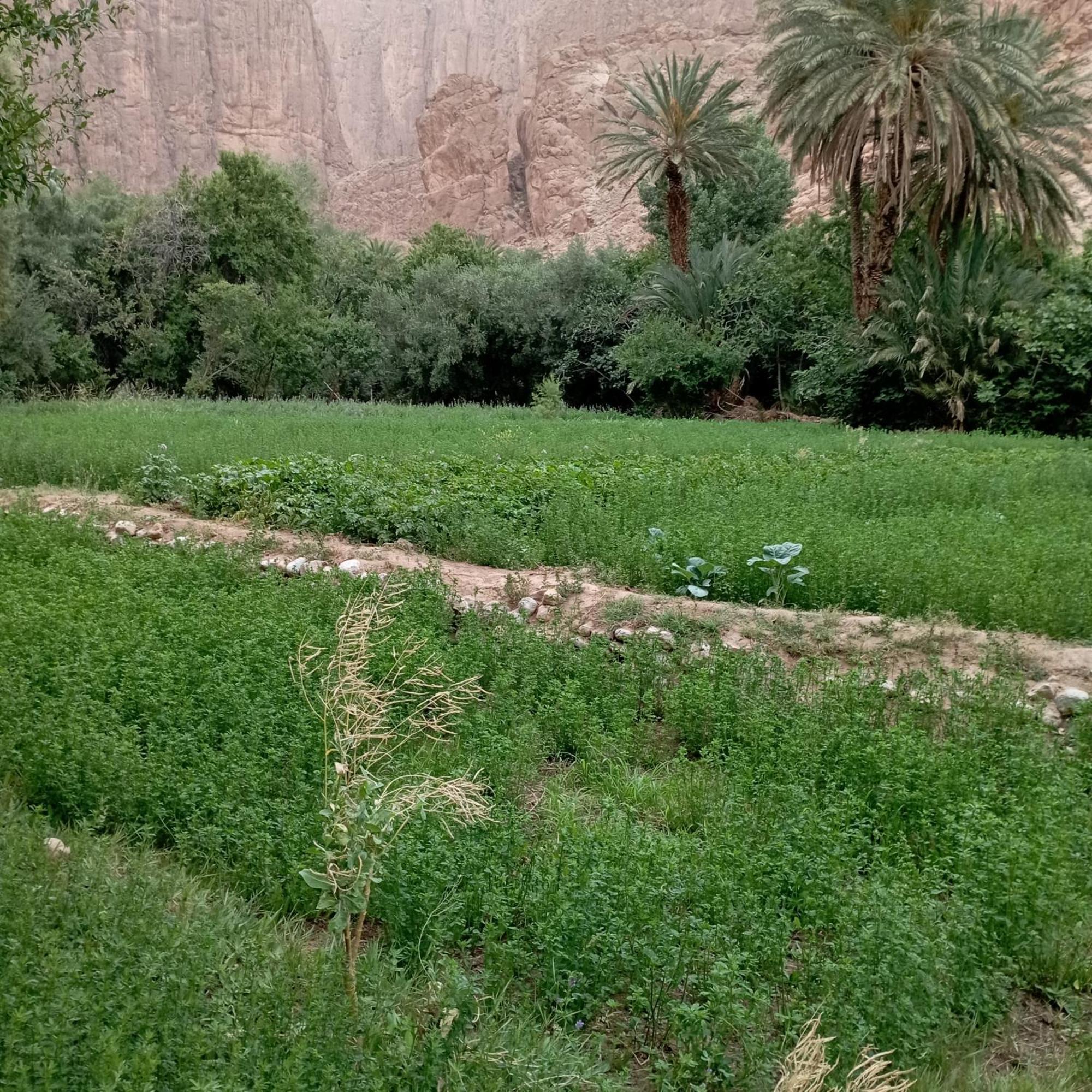 Riad La Fleur Ait Baha Phòng bức ảnh